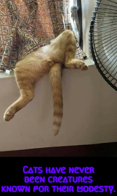 Zero Modesty | Cats have never been creatures known for their modesty. | image tagged in cats,funny cat memes,morals,perv,pee wee,funny memes | made w/ Imgflip meme maker