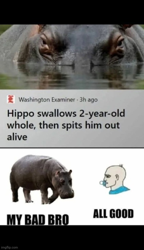 Hippoplopemdown | image tagged in what | made w/ Imgflip meme maker