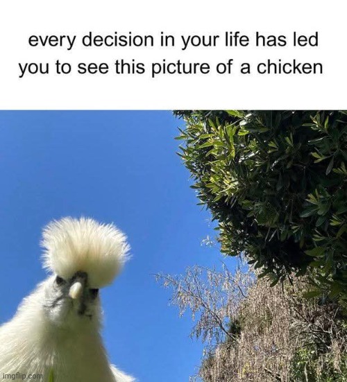 Congrachoolashonz! | image tagged in memes,chikn | made w/ Imgflip meme maker
