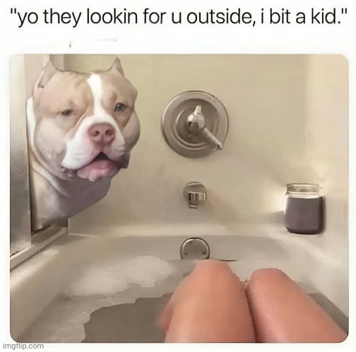 Toddlermuncher3000 named 'Princess': | image tagged in pit bull | made w/ Imgflip meme maker