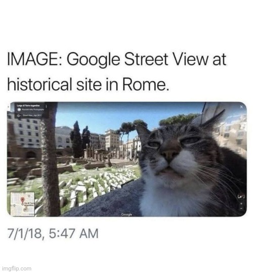 Cat | image tagged in cat | made w/ Imgflip meme maker