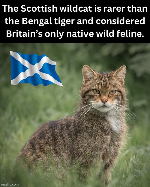 Here kitty kitty kitty! | image tagged in scotland,facts | made w/ Imgflip meme maker