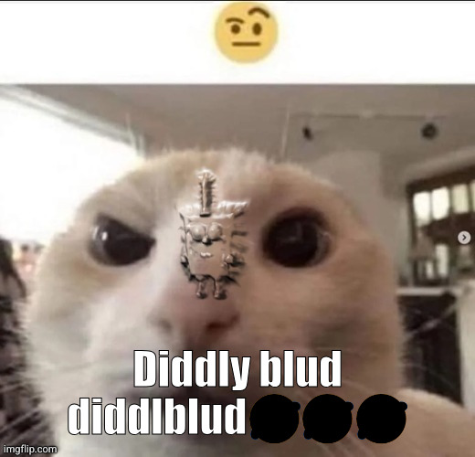 Raised eyebrow cat with spunch bop | Diddly blud diddlblud🤣🤣🤣 | image tagged in raised eyebrow cat with spunch bop | made w/ Imgflip meme maker
