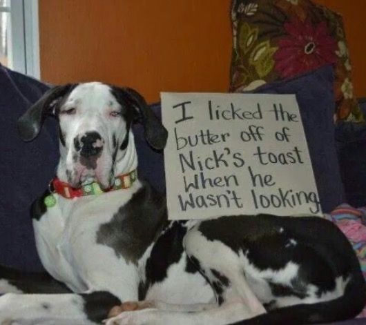 Bad Dog | image tagged in dogs,funny dog memes,bad dog,stealing,i pulled a sneaky,totally busted | made w/ Imgflip meme maker