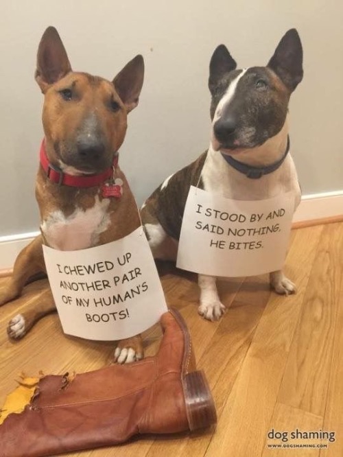 Shameful Behavior | image tagged in dogs,funny dogs,bad dog,coward,does your dog bite,walk of shame | made w/ Imgflip meme maker