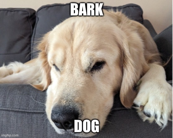 I am running out of ideas | BARK; DOG | image tagged in dogs,dog,golden retriever | made w/ Imgflip meme maker