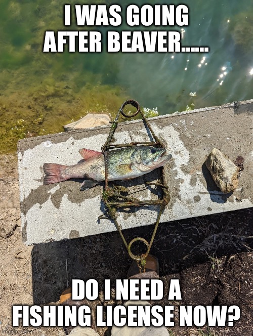 Life right now | I WAS GOING AFTER BEAVER……; DO I NEED A FISHING LICENSE NOW? | image tagged in funny,humor,fishing,hunting,government,real life | made w/ Imgflip meme maker