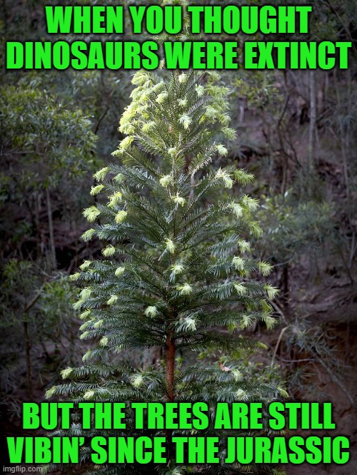 WHEN YOU THOUGHT DINOSAURS WERE EXTINCT; BUT THE TREES ARE STILL VIBIN’ SINCE THE JURASSIC | WHEN YOU THOUGHT DINOSAURS WERE EXTINCT; BUT THE TREES ARE STILL VIBIN’ SINCE THE JURASSIC | image tagged in wollemi pines,jurassic world,dinosaurs,evolution,fossil fuel,meanwhile in australia | made w/ Imgflip meme maker