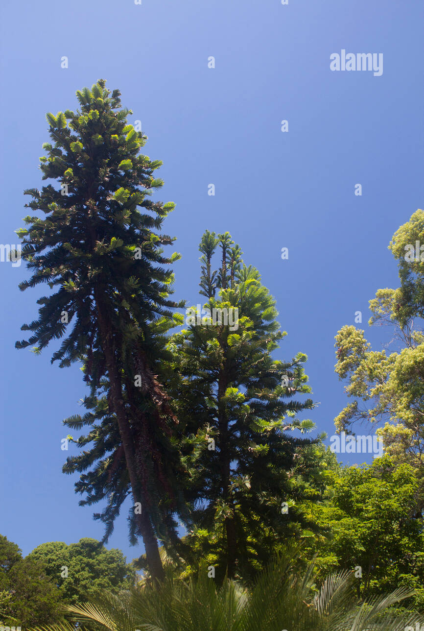 Wollemi Pine tree Blank Meme Template