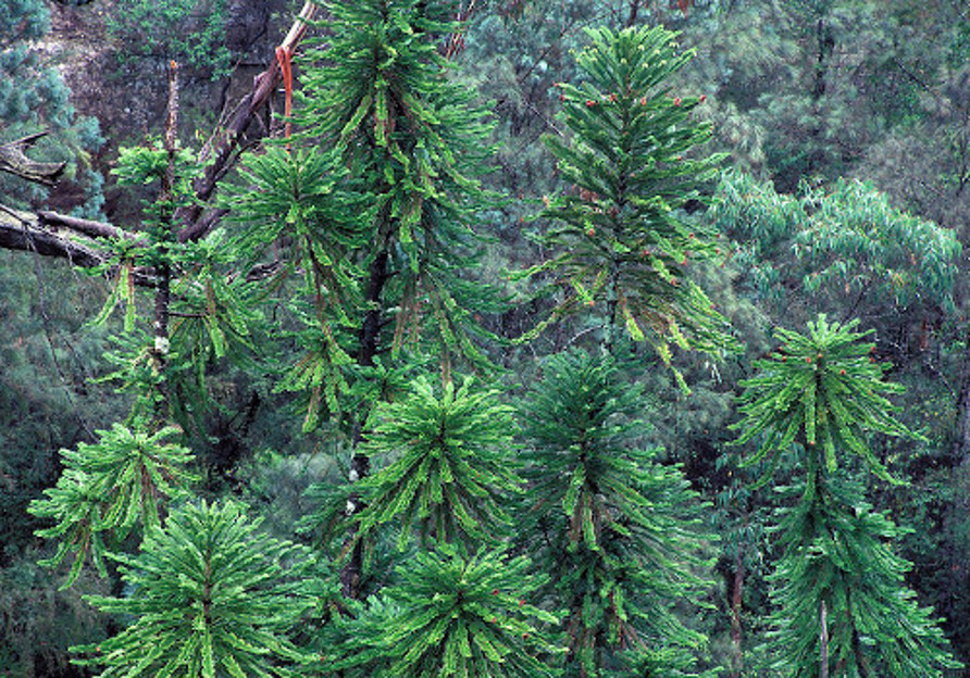Wollemi Pine tree Blank Meme Template