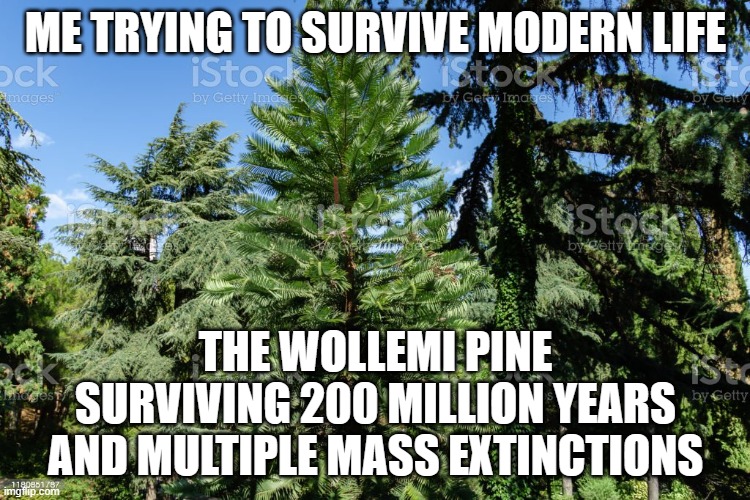 ME TRYING TO SURVIVE MODERN LIFE | ME TRYING TO SURVIVE MODERN LIFE; THE WOLLEMI PINE SURVIVING 200 MILLION YEARS AND MULTIPLE MASS EXTINCTIONS | image tagged in wollemi pine the 'dinosaur tree',life sucks,modern problems,dinosaurs,trees,australia | made w/ Imgflip meme maker