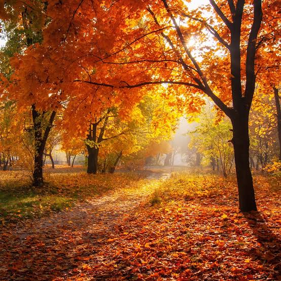 Fall foliage Blank Meme Template