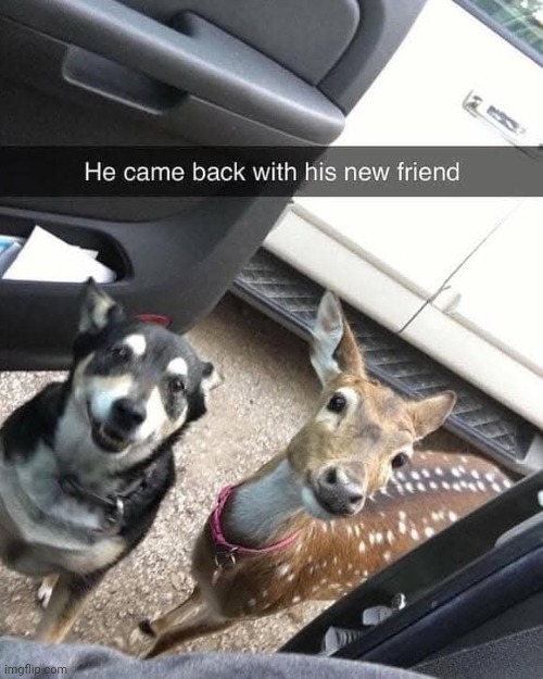 They're bestist friends! | image tagged in dogs,deer | made w/ Imgflip meme maker