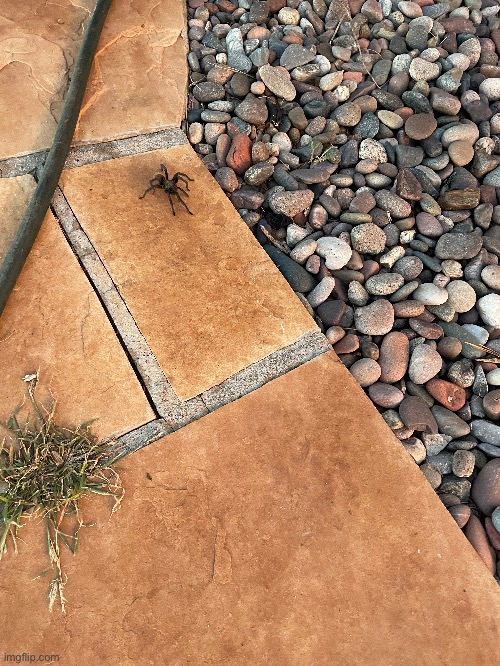 Why is this spider so spidery? “I am a spider” ahh spider | made w/ Imgflip meme maker