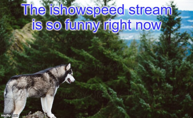 Watch it rn | The ishowspeed stream is so funny right now | image tagged in husky | made w/ Imgflip meme maker