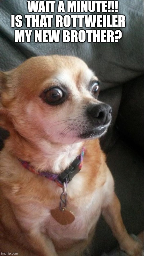 Panic Dog | IS THAT ROTTWEILER MY NEW BROTHER? WAIT A MINUTE!!! | image tagged in panic dog | made w/ Imgflip meme maker