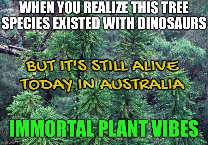 IMMORTAL PLANT VIBES | WHEN YOU REALIZE THIS TREE SPECIES EXISTED WITH DINOSAURS; BUT IT'S STILL ALIVE
TODAY IN AUSTRALIA; IMMORTAL PLANT VIBES | image tagged in wollemi pine tree,good vibes,plants,immortal,dinosaurs,australia | made w/ Imgflip meme maker