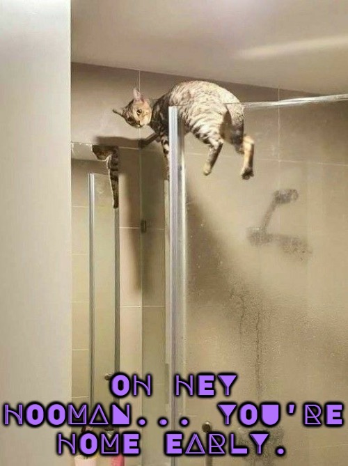 You're Home Early | OH HEY HOOMAN... YOU'RE HOME EARLY. | image tagged in cats,funny cats,totally busted,what the fu-,weirdo,mischief | made w/ Imgflip meme maker