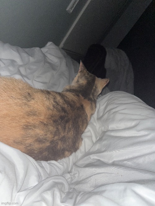 Кошка. | made w/ Imgflip meme maker