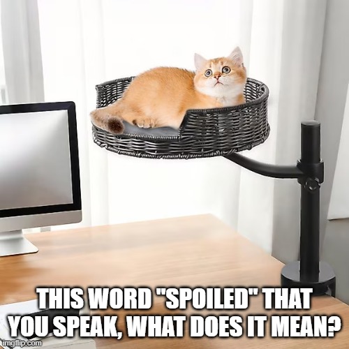 Cat wants to know what the word "spoiled" means   -- funny -- | THIS WORD "SPOILED" THAT YOU SPEAK, WHAT DOES IT MEAN? | image tagged in cats,funny,kittens,humor,spoiled,funny cat memes | made w/ Imgflip meme maker