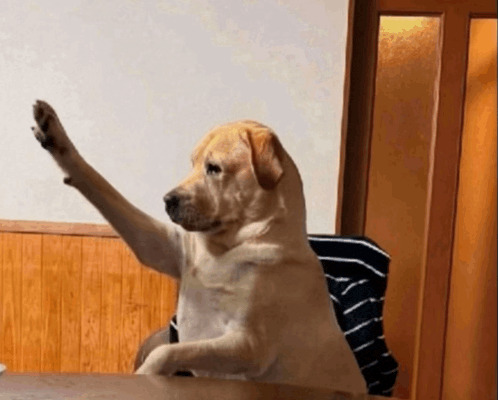 dog raising hand Blank Meme Template