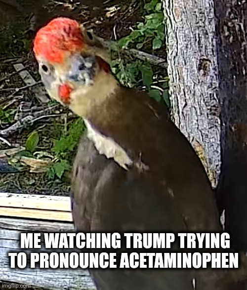 Acetaminophen | ME WATCHING TRUMP TRYING TO PRONOUNCE ACETAMINOPHEN | image tagged in maga | made w/ Imgflip meme maker