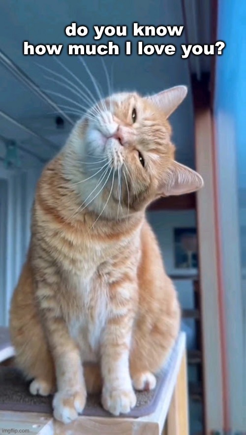 I Love You | do you know
how much I love you? | image tagged in i love you,kitty,cat,cuddle,pet,love wins | made w/ Imgflip meme maker