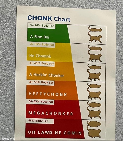 A heckin’ chonker | image tagged in chonk,cat,fat cat,funny | made w/ Imgflip meme maker