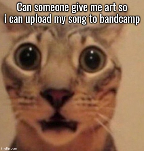 Shocked cat | Can someone give me art so i can upload my song to bandcamp | image tagged in shocked cat | made w/ Imgflip meme maker