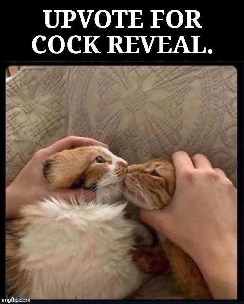 Revealed At 10 Up votes // 20 Upvotes For Tit Reveal | UPVOTE FOR COCK REVEAL. | image tagged in forced cat kiss,troll or not,who knows,cock reveal,tit reveal,vote poll | made w/ Imgflip meme maker