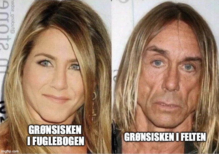 Jennifer Aniston vs Iggy Pop | GRØNSISKEN 
I FUGLEBOGEN; GRØNSISKEN I FELTEN | image tagged in jennifer aniston vs iggy pop | made w/ Imgflip meme maker