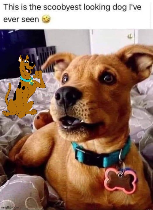 Scoobiedoobiedoo, where are you? | image tagged in memes,dogs,scooby doo | made w/ Imgflip meme maker