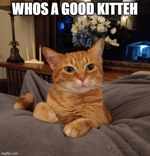 Wisdom Kat | WHOS A GOOD KITTEH | image tagged in wisdom kat | made w/ Imgflip meme maker