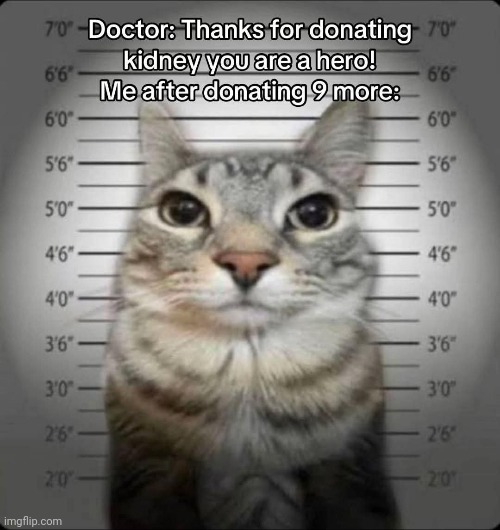 U gotta be kitten me right meow! | image tagged in memes,cats,dark humor | made w/ Imgflip meme maker