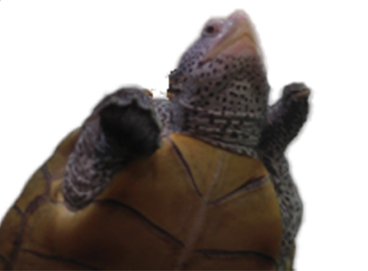 SMAK Blank Meme Template