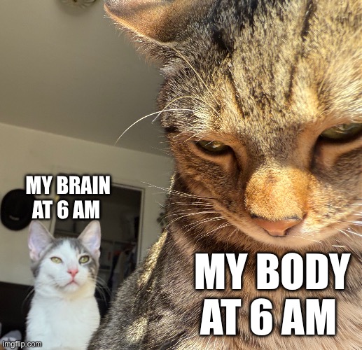 Two Cats | MY BRAIN AT 6 AM; MY BODY AT 6 AM | image tagged in morning | made w/ Imgflip meme maker
