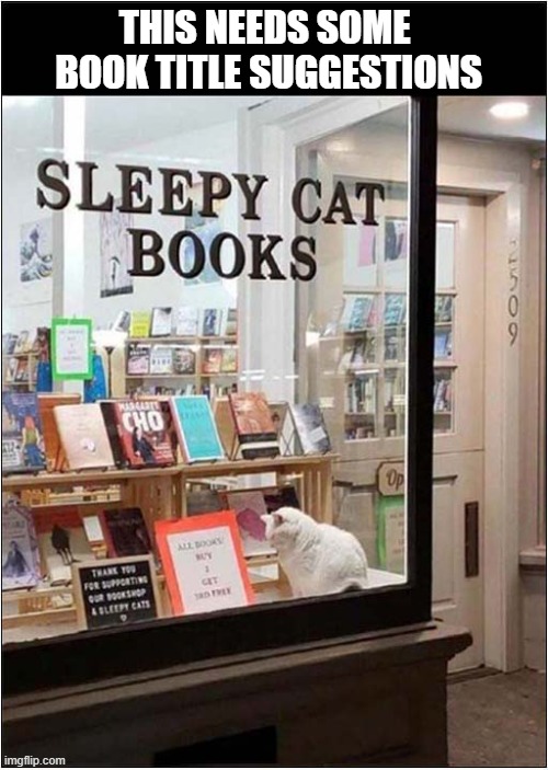 I Feel Tired Just Looking Through The Window ! | THIS NEEDS SOME 
BOOK TITLE SUGGESTIONS | image tagged in cats,sleepy,bookstore,suggesrions | made w/ Imgflip meme maker