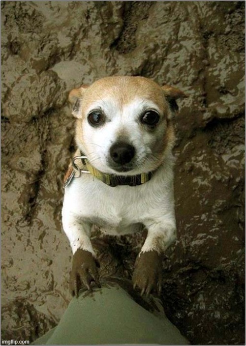Would You Carry Me ? | image tagged in dogs,mud,carry me | made w/ Imgflip meme maker