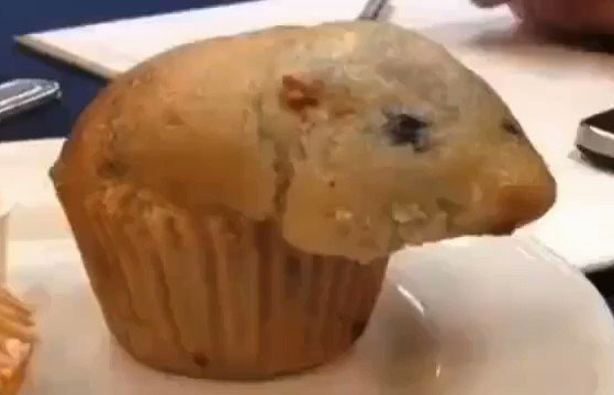 High Quality Rat Muffin Blank Meme Template