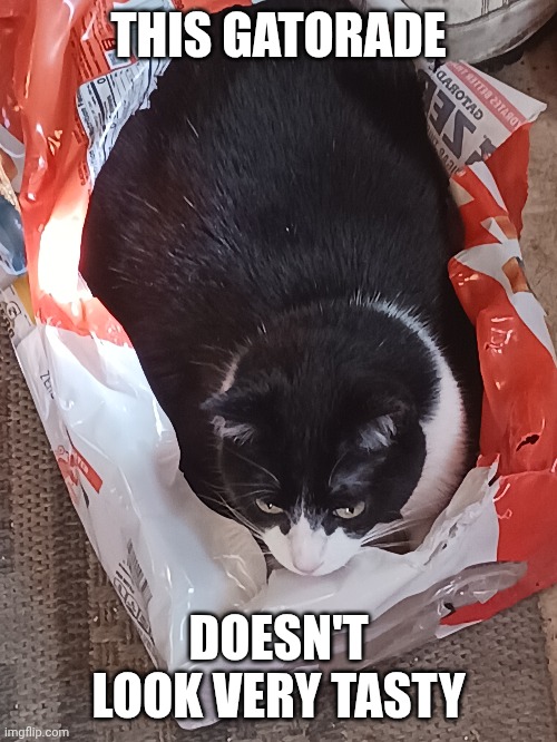 Is it just me? | THIS GATORADE; DOESN'T LOOK VERY TASTY | image tagged in cats,cat loaf,gatorade,funny | made w/ Imgflip meme maker