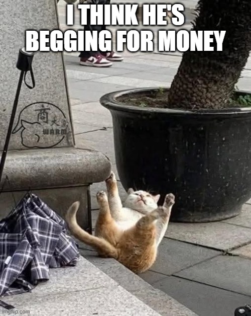 Beggar Cat | I THINK HE'S BEGGING FOR MONEY | image tagged in cats | made w/ Imgflip meme maker