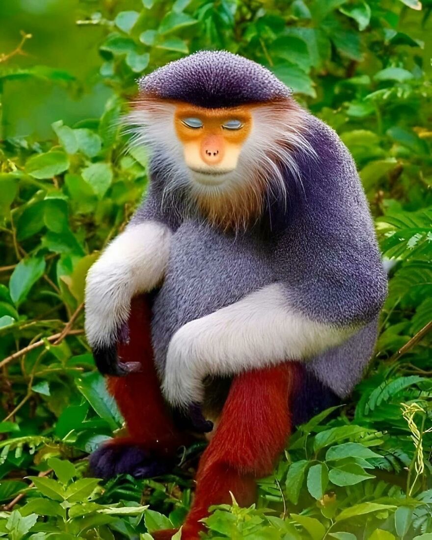 Red-Shanked Douc Langur | image tagged in photography | made w/ Imgflip meme maker