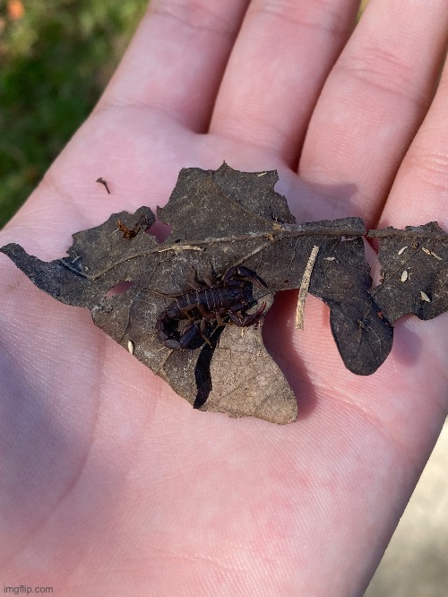 A scorpion I found outside | image tagged in scorpion,bugs,arachnid,weird lookin dog | made w/ Imgflip meme maker
