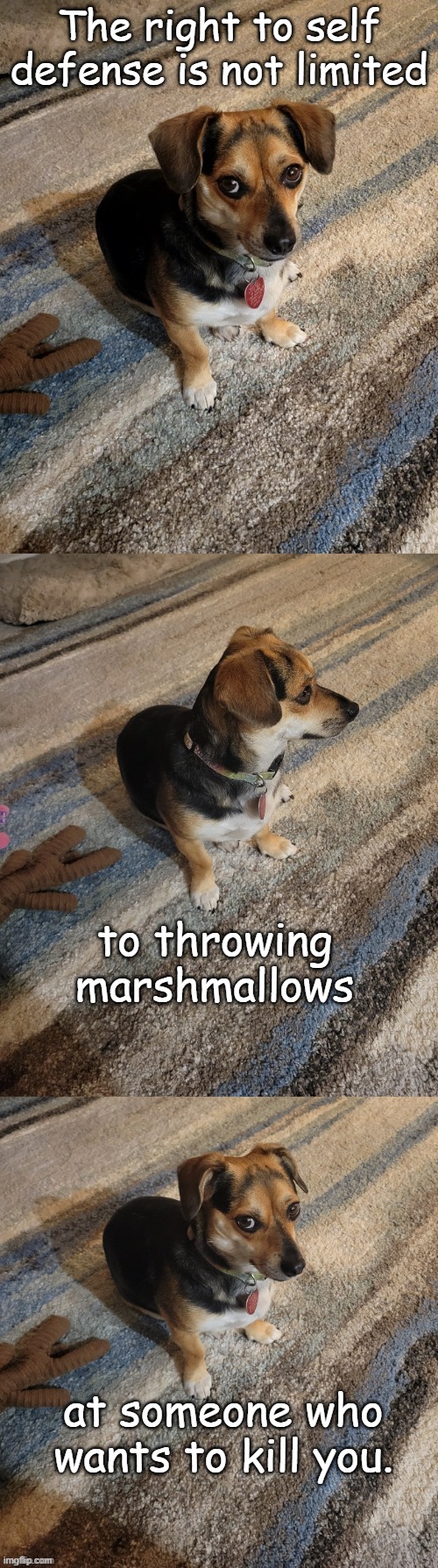 The 2nd Amendment guarantees the right posses and to use any form of arms but marshmallows. | The right to self defense is not limited; to throwing marshmallows; at someone who wants to kill you. | image tagged in skeptical dog | made w/ Imgflip meme maker