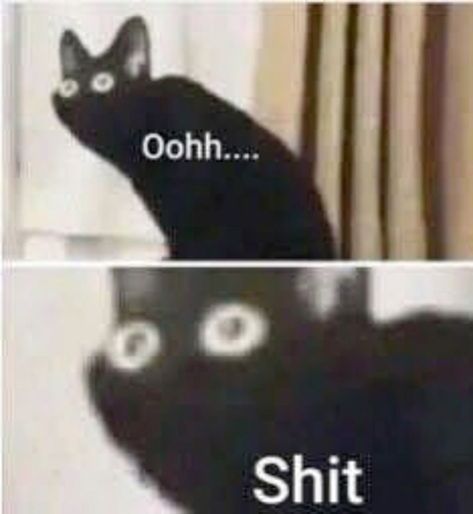 Blackcat oh cracp Blank Meme Template