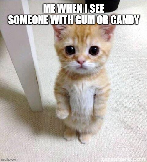 Cute Cat | ME WHEN I SEE SOMEONE WITH GUM OR CANDY | image tagged in memes,cute cat | made w/ Imgflip meme maker
