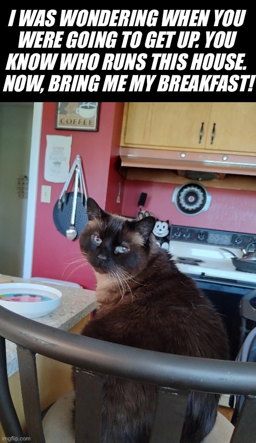 His name is on the deed to the house - Marky… | I WAS WONDERING WHEN YOU 
WERE GOING TO GET UP. YOU 
KNOW WHO RUNS THIS HOUSE. 
NOW, BRING ME MY BREAKFAST! | image tagged in cats,im the master of this house,bring me my breakfast | made w/ Imgflip meme maker