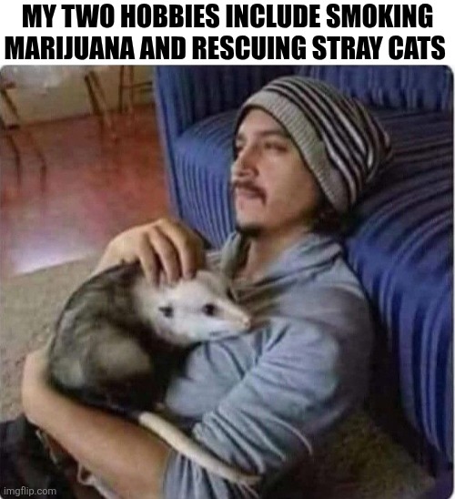 My Two Hobbies Include Smoking Marijuana And Rescuing Stray Cats | MY TWO HOBBIES INCLUDE SMOKING MARIJUANA AND RESCUING STRAY CATS | image tagged in chrisjoines1 | made w/ Imgflip meme maker