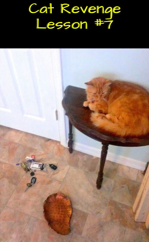 Revenge Lesson #7 | Cat Revenge Lesson #7 | image tagged in cats,funny cats,revenge,evil overlord rules,life lessons,life with cats | made w/ Imgflip meme maker