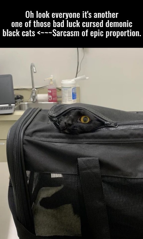 Look Everyone | Oh look everyone it's another one of those bad luck cursed demonic black cats <~~~Sarcasm of epic proportion. | image tagged in cats,funny cat memes,oh no black cat,sarcasm,superstition,duhhh dumbass | made w/ Imgflip meme maker